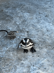 African penguins active at Boulders Beach, Simon's Town