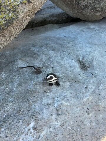 The video shows a penguin standing on a light gray rock surface. Next to the penguin, to its left, there is a small pile of debris that appears to be made of twigs and other plant material. The penguin has black and white feathers. Its head is mostly black, and its belly is white. The background rock surface is textured.