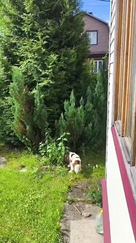 A brown and white dog is sniffing the ground near a large evergreen tree and smaller evergreen bushes. The dog is on a patch of grass and dirt. To the right of the dog, there is a walkway or path. To the right of the walkway is the side of a house with a window. The house is brown and has a white trim. The sky is blue with some clouds.