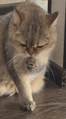 Cats at home in Kemerovo, mid-morning routine