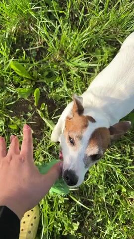 A person's hand is in the lower left of the frame, holding a green, spiky dog toy. A white and brown Jack Russell Terrier is in the center of the frame, sniffing the toy. The dog is wearing a red and blue collar. The scene is outdoors, with green grass and some plants visible. The dog briefly takes the toy and then drops it, looking at the hand.