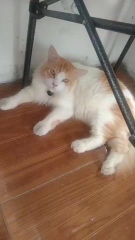 A fluffy orange and white cat is lying down on a wooden floor under a metal structure. The cat is looking at the camera with its head tilted slightly. The cat is wearing a black collar with a small bell. The background is a white wall.