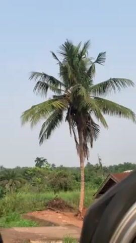 The video shows a single coconut tree, centered in the frame, with a dense green canopy against a clear, pale blue sky. The trunk is relatively slender and bare. In the background, a rural landscape unfolds with low-lying green vegetation and hints of buildings or structures. The camera appears to be positioned inside a vehicle, as part of the vehicle's interior is visible in the foreground. A bird is visible flying overhead, in the top-center portion of the frame. The scene is static, with no discernible movement except for the bird in flight.