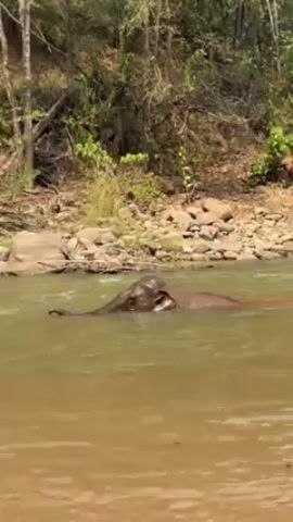 The video shows a young elephant swimming in a river. The elephant is mostly submerged, with only its head and trunk visible above the water. It is swimming towards the far side of the river. The river is murky and brown, and the surrounding environment consists of lush green vegetation and a rocky bank. The elephant appears calm and relaxed as it swims.