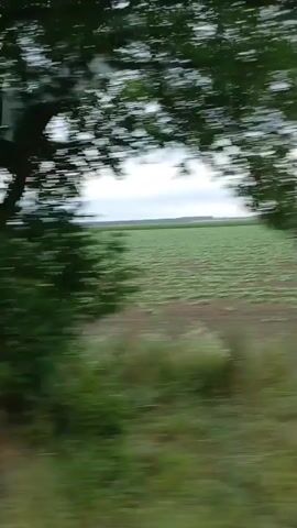 The video shows a view from a moving vehicle, likely a car or train, passing through a rural landscape. The scenery consists of agricultural fields, possibly crops, with a line of trees on the left and in the foreground. The sky is overcast with clouds. The motion blur indicates rapid movement, making it difficult to discern fine details of the vegetation or any specific structures in the distance. There are no people or discernible objects within the frame that suggest any interaction or specific event. The focus is on the passing scenery and the impression of travel.