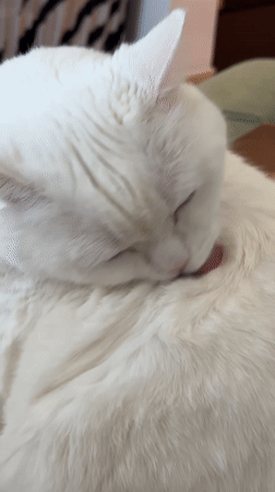 Quiet morning moments captured in Novi Sad home