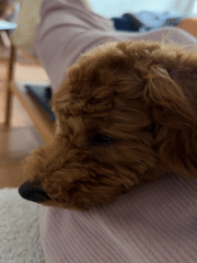 Poodle mix relaxes on owner's lap in Sutomore