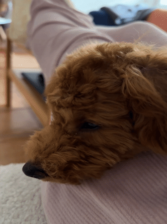 Poodle mix relaxes on owner's lap in Sutomore