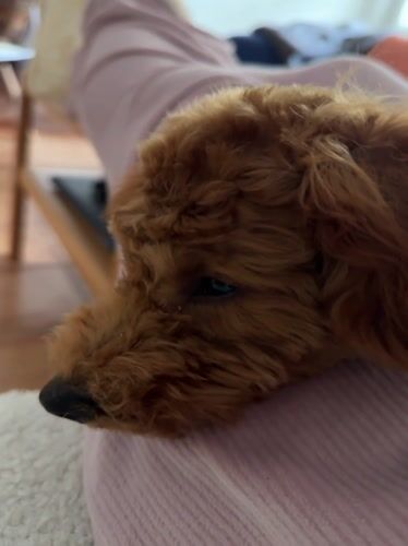 Poodle mix relaxes on owner's lap in Sutomore