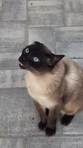 A Siamese cat with blue eyes sits on a paved surface. The cat is facing the camera and then turns its head to lick its paw.