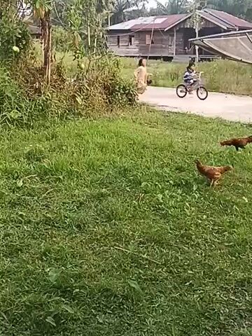 A short video clip shows a rural outdoor scene. In the foreground, a grassy area is populated by two chickens, one brown and one dark with red and black feathers. A dish satellite is prominently positioned on the right side of the frame, supported by a pole. In the middle ground, a paved road runs horizontally. A young person in a light-colored dress is seen running across the road. Further in the background, a rustic wooden house with a corrugated metal roof is visible. The environment appears to be tropical or subtropical, with lush vegetation and palm trees. The lighting suggests it is daytime, possibly overcast.