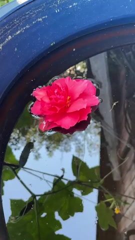 A close-up video shows a bright pink flower floating on the surface of dark water in a blue container. The flower is in focus, with its petals clearly visible. The water is still, with small ripples around the flower. Reflections of green leaves and the sky are visible on the water's surface. The blue edge of the container frames the scene.