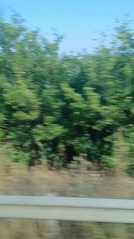 The video shows a blurred view of a landscape passing by, likely from a moving vehicle. The scene is dominated by green foliage, including trees and possibly a field of crops, set against a bright blue sky. A white barrier runs along the bottom of the frame, suggesting the viewer is looking out from a vehicle on a road or highway. The motion blur indicates rapid movement through the environment. There are no discernible people or specific objects of interest, only the general impression of a scenic, green landscape.