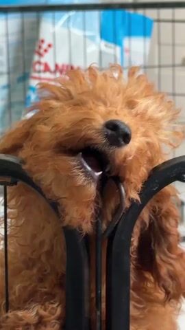 A close-up video shows a small, fluffy, red poodle puppy in a cage. The puppy is biting on the black metal bars of the cage. In the background, a blue and white bag with the Royal Canin logo is visible, along with other cage panels. The puppy's fur is tousled and its mouth is open, with its teeth visible as it chews on the bar. The lighting is bright, suggesting an indoor environment. The camera focuses on the puppy's face and its interaction with the cage.