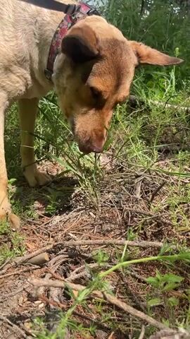 A tan dog with brown markings and pointy ears is on a leash, sniffing the ground covered in pine needles, dry leaves, and green foliage. The dog is wearing a patterned collar. The background is blurred green foliage and trees.