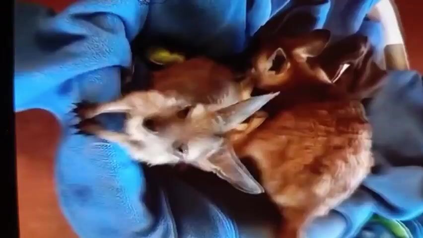 A person wearing a blue hoodie holds a baby kangaroo wrapped in a blue cloth. The kangaroo's brown and white fur is visible, as are its pointy ears and dark eyes. A small piece of green fabric and some patterned material are also visible within the cloth. The background is blurred, but a wooden surface is visible.