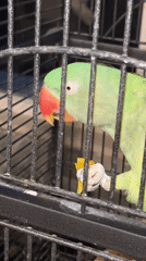 Green parrot snacks in its cage, Pazardzhik