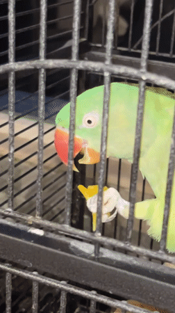Green parrot snacks in its cage, Pazardzhik