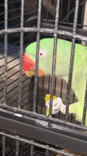 Green parrot snacks in its cage, Pazardzhik