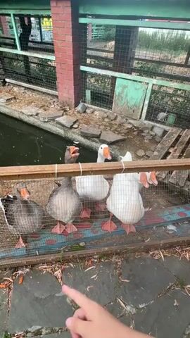 This video shows a person's feet wearing sandals, standing on a stone pathway, pointing a finger towards a fenced enclosure. Inside the enclosure are several geese, some gray and white, with orange beaks and feet, and two white swans. The geese are standing on a wooden platform behind a wire mesh fence, and the swans are in a body of water. The enclosure has a wooden railing and a brick pillar. The background shows a green structure and some vegetation. The geese appear to be looking at the person and some are honking, possibly expecting food.