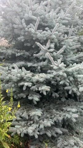 The video begins with a close-up view of a blue spruce tree's branches, showcasing its needles. The camera then pans to the right, revealing more of the tree and its surroundings. A patch of green foliage with yellow flowers is visible on the left side of the frame. As the camera continues to pan, a wooden structure, possibly a fence or railing, comes into view. Beyond that, a landscape with trees, a green mesh fence, and a cloudy sky is visible. The video concludes with a wider shot of the spruce tree and the surrounding garden area.