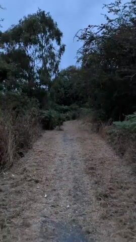 The video shows a dirt path winding through a wooded area. The sky is overcast and appears to be twilight. On either side of the path are trees and dense undergrowth, including ferns. The path itself is covered in dry, matted grass. The scene is dimly lit and appears to be a natural outdoor environment.