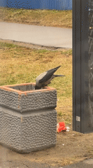 Crow forages in concrete trash can near Saint Petersburg park