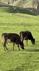 Rural cattle scenes documented in Armenian village meadows