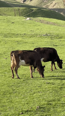 Rural cattle scenes documented in Armenian village meadows