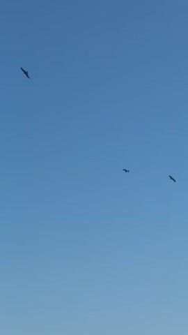 The video shows a clear blue sky with two birds flying at different altitudes and distances from the camera. The bird on the left appears closer and larger than the bird on the right, which is smaller and further away. Both birds are silhouetted against the bright sky, making it difficult to discern specific details about their species. The camera is focused on the sky, with no other objects or landscapes visible in the frame. The footage is static, meaning there is no movement of the camera itself.