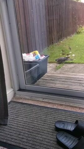 The video shows a view from inside a house looking out through a sliding glass door into a backyard. A grey and white pigeon is visible on the grass in the backyard, standing near a wooden fence and a paved patio. There are two black bins with white and yellow items in them near the door on the patio. The floor inside the house has a grey doormat, and a pair of black slippers are on the doormat. The lighting suggests it is daytime.