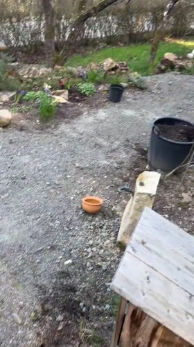 Toddler plays outdoors with Corgi in German villages
