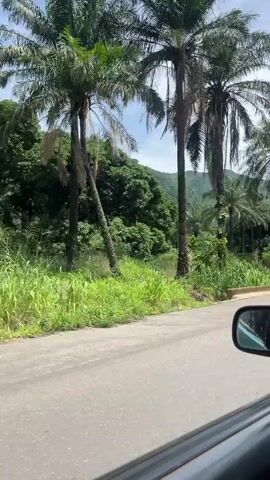The video captures a roadside view from a vehicle, showcasing a lush, green environment with rolling hills or mountains in the background. Several tall palm trees are prominent, interspersed with dense foliage and other trees. The road itself appears to be asphalt with some visible wear and tear. On the left side of the road, there is a section of tall green grass. Further along, to the left, a small, weathered brick structure is visible, possibly an abandoned building or ruins. To the right of the road, a large pile of lumber is stacked neatly next to what looks like a rudimentary bridge or culvert crossing. The sky is partly cloudy, suggesting daylight. The perspective from inside the vehicle, with the side mirror visible, indicates the footage is being recorded from a moving car. The overall impression is a rural, tropical or subtropical setting.