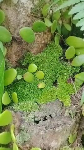 A close-up, outdoor shot focuses on a section of a tree trunk covered in moss and small, round green leaves. A fern frond extends from the top right of the frame, its delicate leaflets catching the light. The texture of the moss is soft and vibrant, contrasting with the rough bark of the tree. The leaves appear to be growing from the moss or climbing the trunk. The overall scene evokes a sense of nature's resilience and intricate beauty.