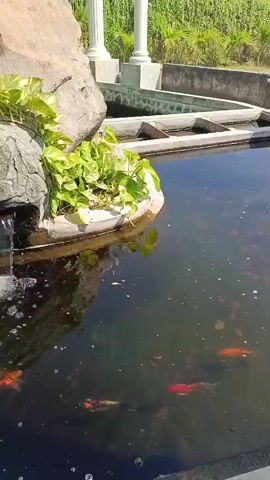 A video shows a koi pond with a small waterfall. The water is dark and reflects the sky and surrounding greenery. Several koi fish, in shades of orange, white, and black, swim in the pond. Lush green plants grow on and around the rocks that form the waterfall. In the background, there are white pillars and a stone wall, suggesting a landscaped garden or park setting. The sun is shining, casting shadows and highlights on the water and rocks. The video is filmed from a slightly elevated perspective, looking down into the pond.