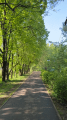 Tree-lined pathway observed in Khimki park