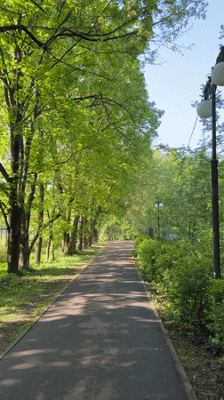 Tree-lined pathway observed in Khimki park