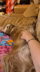 Person pets golden dog on sofa in Plovdiv