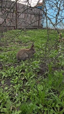 The video shows a brown rabbit sitting in a grassy area of what appears to be a backyard or garden. The rabbit is surrounded by green vegetation, including grass and dandelions. A wooden fence is visible in the background, along with a blue shed or building. Bare branches of a bush or tree are in the foreground, partially obscuring the view of the rabbit. The rabbit appears to be alert and still, possibly observing its surroundings.