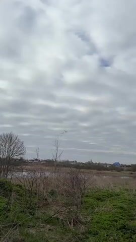 The video depicts a rural landscape under a heavily overcast sky in Staroe Rakomo, Russia. In the foreground, there are bare trees and shrubs with some green grass on the right. A body of water, possibly a marsh or lake, is visible in the middle ground, with more trees and distant houses beyond it. The houses have various roof colors, including one with a distinct blue roof. A flock of approximately five to six large birds, possibly geese or ducks, flies in a loose formation across the cloudy sky. The camera zooms in slightly on the birds as they fly. The weather appears cool and overcast, with uniform gray clouds covering the sky. The scene suggests a quiet, natural environment, possibly in early spring or late autumn given the sparse foliage on the trees. No visible text is present.