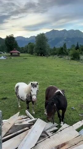 Two horses are standing in a grassy field. One horse is white with brown spots and is looking at the camera. The other horse is brown with a white patch on its back and is eating grass. In the background, there are mountains and trees. There is also a wooden gazebo and a fence. In the foreground, there is a pile of wood planks. The sky is cloudy.