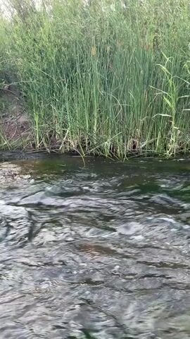 A person floats on their back in a river with reeds on the bank. The person is wearing blue swim trunks. The person lifts their right hand and gives a thumbs up.