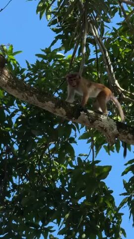 The video shows a monkey sitting on a tree branch, surrounded by lush green leaves and a bright blue sky. The monkey appears to be grooming itself or eating something small. The sunlight suggests it is daytime, likely late morning or early afternoon. The setting is tropical, given the dense foliage and the presence of a monkey. The monkey's demeanor is calm and focused on its activity. There is no visible text in the video. The scene conveys a sense of nature and wildlife in its habitat.