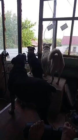 The video shows four dogs looking out a window. In the foreground, a large black dog is standing on a raised platform, facing away from the camera and towards the window. Behind the black dog, two other dogs are visible, one dark-colored and one light-colored, also facing the window. A fourth dog, light-colored, is standing behind them, facing away from the camera with its tail in the air. The dogs are in an indoor space with a cluttered, unfinished look, indicated by exposed wires, a red bag, and an old radiator. The window offers a view of trees and a house with a red roof. A person's bare feet are visible in the bottom right corner of the frame, suggesting the camera is being held by someone sitting or lying down. The lighting is natural, coming from the window, and the scene appears to be daytime.