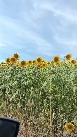 A side-view, medium shot captures a field of tall sunflowers under a bright, partly cloudy sky. The camera appears to be moving, suggested by the slightly blurred foreground and the sway of the sunflowers. The sunflowers, mostly yellow with brown centers, are the dominant feature, standing in dense rows. The stalks are thick and green, with large leaves. In the lower left corner, a dark object, possibly part of a vehicle, is visible, hinting that the footage is shot from a moving vehicle. The overall scene suggests a sunny day in a rural or agricultural setting.
