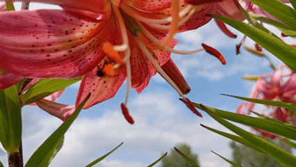 Macro shots of blooming lilies, a bee, and a spider in a Russian garden