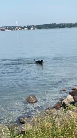 A black dog is swimming in calm, clear water near a rocky shore. The dog is facing away from the camera and appears to be carrying a stick in its mouth. The water is shallow near the shore, with visible rocks and pebbles beneath the surface. In the background, there is a distant shoreline with trees and buildings, and a clear blue sky. The foreground shows tall grass and some of the rocky shore. The video is from a slightly elevated perspective, looking down towards the water.