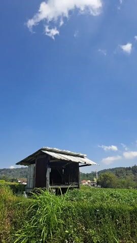 A still, vertical, outdoor shot captured on a sunny day. The scene is dominated by a clear, bright blue sky dotted with wispy white clouds. In the foreground, lush green grass and foliage fill the bottom portion of the frame. A small, rustic wooden shack with a corrugated metal roof stands in the mid-ground, appearing weathered and empty. Beyond the shack, a field of greenery stretches towards a treeline. In the distance, rolling hills covered in dense forest rise, culminating in a mountain peak. The overall impression is one of rural tranquility and natural beauty.