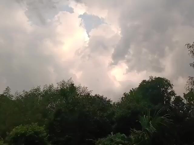 The video is a landscape shot looking upwards at a cloudy sky. The sun is partially visible through the clouds, casting a soft glow. Below the sky, there is a dense line of trees. The trees are dark green and appear to be a mix of different species. The overall mood of the video is calm and serene.