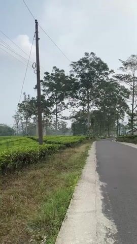 This is a vertical, outdoor, daytime video. The camera is moving along a paved road that curves to the right. To the left of the road is a wide expanse of lush, green tea bushes, neatly trimmed and arranged in rows. The tea plantation extends into the distance, with more trees visible beyond it. A narrow dirt path can be seen cutting through the tea bushes. In the foreground, on the left side of the road, there is a strip of dry grass and weeds. A tall, dark utility pole with wires running across the sky stands prominently on the left side of the road, near the beginning of the video. Tall, slender trees with dense green foliage are scattered throughout the scene, interspersed with the tea bushes and along the roadside. The sky is a pale blue with scattered clouds. The overall impression is of a rural, agricultural landscape.